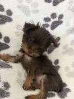 Royce , a male Yorkshire Terrier for sale in Henderson, NV – 1 of 7