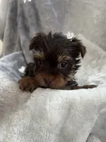 Marco, a male Yorkshire Terrier for sale in Henderson, NV – Photo 9 of 9