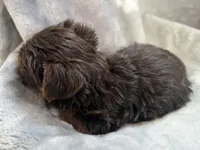 Marco, a male Yorkshire Terrier for sale in Henderson, NV – Photo 2 of 9