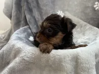 Marco, a male Yorkshire Terrier for sale in Henderson, NV – Photo 6 of 9