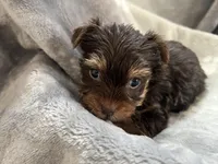 Marco, a male Yorkshire Terrier for sale in Henderson, NV – Photo 3 of 9