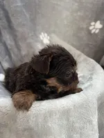 Marco, a male Yorkshire Terrier for sale in Henderson, NV – Photo 8 of 9