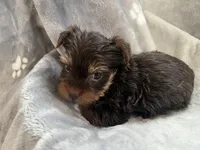 Marco, a male Yorkshire Terrier for sale in Henderson, NV – Photo 7 of 9