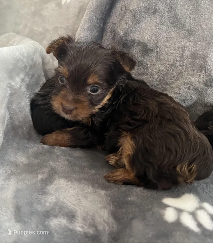 Marco – Yorkshire Terrier puppy for sale in Henderson, NV