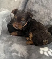 Marco, a male Yorkshire Terrier for sale in Henderson, NV – Photo 1 of 9