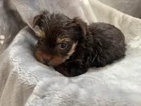 Marco, a male Yorkshire Terrier for sale in Henderson, NV – Photo 4 of 9