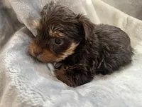 Marco, a male Yorkshire Terrier for sale in Henderson, NV – Photo 5 of 9