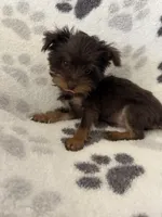 Royce , a male Yorkshire Terrier for sale in Henderson, NV – 3 of 7