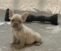 Royalty, a female French Bulldog for sale in Henderson, NV – Photo 2 of 9