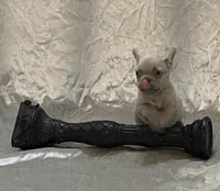 Royalty, a female French Bulldog for sale in Henderson, NV – Photo 5 of 9