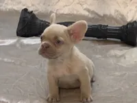 Royalty, a female French Bulldog for sale in Henderson, NV – Photo 3 of 9