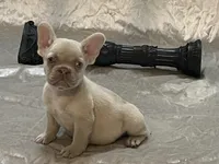 Royalty, a female French Bulldog for sale in Henderson, NV – Photo 1 of 9