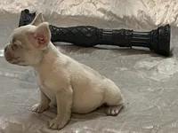 Royalty, a female French Bulldog for sale in Henderson, NV – Photo 4 of 9