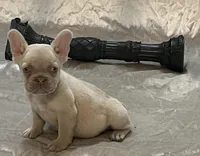 Royalty, a female French Bulldog for sale in Henderson, NV – Photo 6 of 9