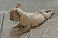 Royalty, a female French Bulldog for sale in Henderson, NV – Photo 7 of 9