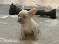 Royalty, a female French Bulldog for sale in Henderson, NV – Photo 8 of 9