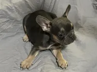 Nala, a female French Bulldog for sale in Henderson, NV – Photo 2 of 6