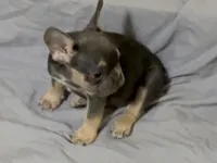 Nala, a female French Bulldog for sale in Henderson, NV – Photo 5 of 6