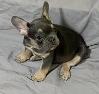 Nala, a female French Bulldog for sale in Henderson, NV – Photo 1 of 6