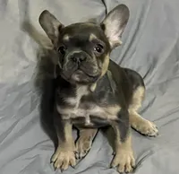 Nala, a female French Bulldog for sale in Henderson, NV – Photo 3 of 6