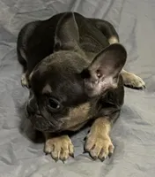 Nala, a female French Bulldog for sale in Henderson, NV – Photo 4 of 6