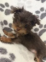 Royce , a male Yorkshire Terrier for sale in Henderson, NV – 5 of 7