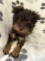 Royce , a male Yorkshire Terrier for sale in Henderson, NV – 4 of 7