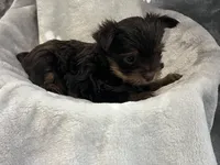 Royce , a male Yorkshire Terrier for sale in Henderson, NV – Photo 7 of 8