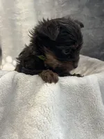 Royce , a male Yorkshire Terrier for sale in Henderson, NV – Photo 5 of 8