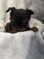 Royce , a male Yorkshire Terrier for sale in Henderson, NV – Photo 6 of 8