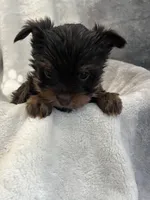 Royce , a male Yorkshire Terrier for sale in Henderson, NV – Photo 3 of 8