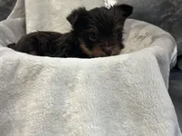 Royce , a male Yorkshire Terrier for sale in Henderson, NV – Photo 8 of 8