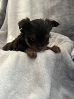 Royce , a male Yorkshire Terrier for sale in Henderson, NV – Photo 2 of 8