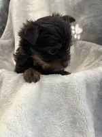 Royce , a male Yorkshire Terrier for sale in Henderson, NV – Photo 4 of 8