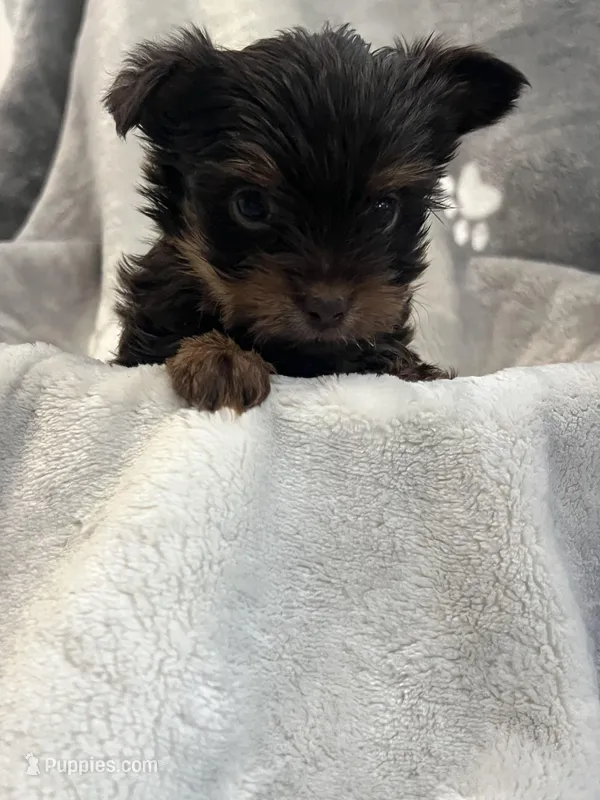Royce  – Yorkshire Terrier puppy for sale in Henderson, NV