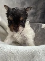 Royal , a female Yorkshire Terrier for sale in Henderson, NV – Photo 8 of 10