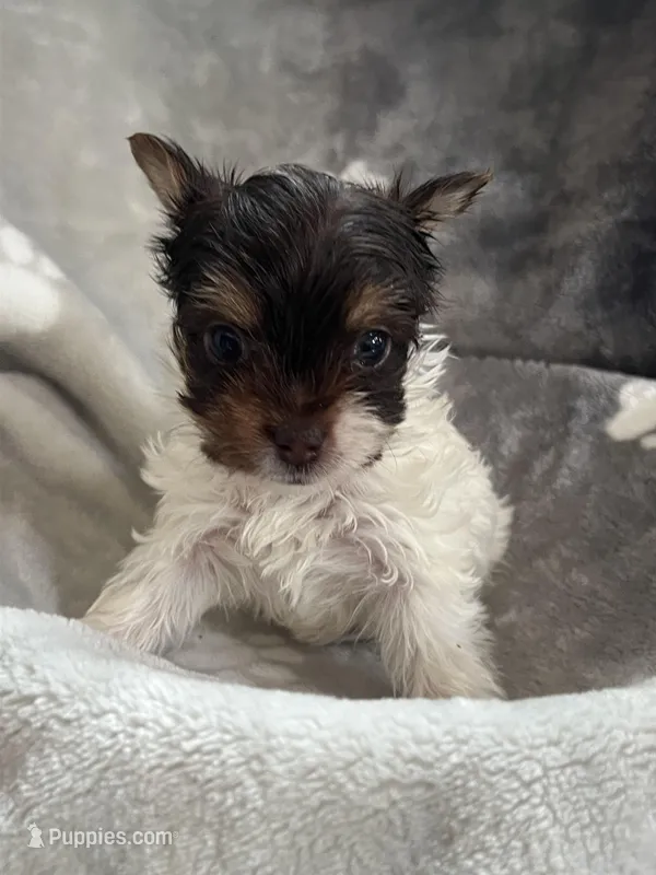 Royal  – Yorkshire Terrier puppy for sale in Henderson, NV