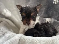 Royal , a female Yorkshire Terrier for sale in Henderson, NV – Photo 2 of 10