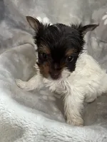 Royal , a female Yorkshire Terrier for sale in Henderson, NV – Photo 3 of 10