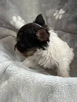 Royal , a female Yorkshire Terrier for sale in Henderson, NV – Photo 4 of 10