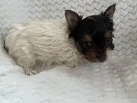 Royal , a female Yorkshire Terrier for sale in Henderson, NV – Photo 6 of 10