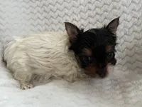 Royal , a female Yorkshire Terrier for sale in Henderson, NV – Photo 10 of 10