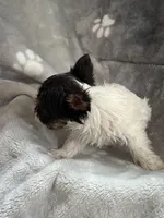 Royal , a female Yorkshire Terrier for sale in Henderson, NV – Photo 7 of 10