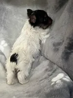 Royal , a female Yorkshire Terrier for sale in Henderson, NV – Photo 5 of 10