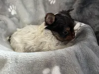 Royal , a female Yorkshire Terrier for sale in Henderson, NV – Photo 9 of 10