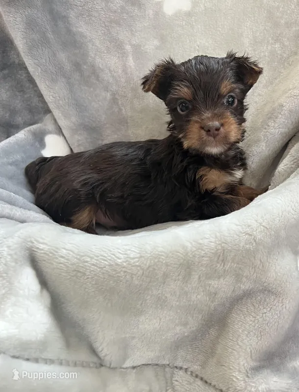 Carter – Yorkshire Terrier puppy for sale in Henderson, NV