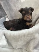Carter, a male Yorkshire Terrier for sale in Henderson, NV – Photo 1 of 9