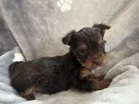 Carter, a male Yorkshire Terrier for sale in Henderson, NV – Photo 7 of 9