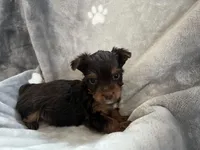 Carter, a male Yorkshire Terrier for sale in Henderson, NV – Photo 8 of 9