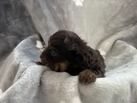 Carter, a male Yorkshire Terrier for sale in Henderson, NV – Photo 9 of 9